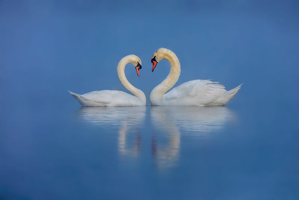 Swans Love art print by Wei Liu for $57.95 CAD