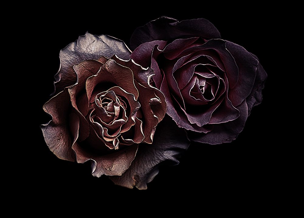 Roses art print by Angel Julie for $57.95 CAD