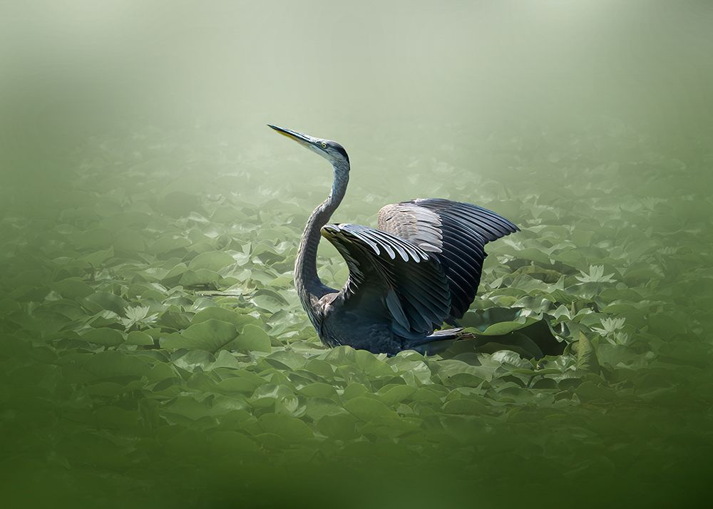 blue heron in a green dream art print by Jennifer Chen for $57.95 CAD