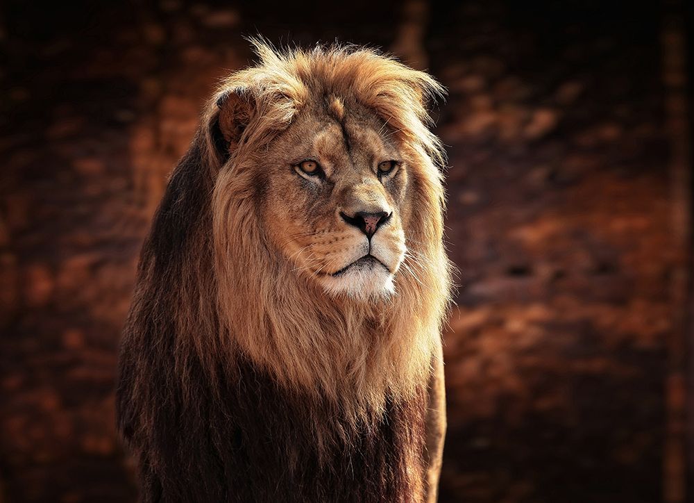 HIS MAJESTY, THE KING art print by Antje Wenner-Braun for $57.95 CAD