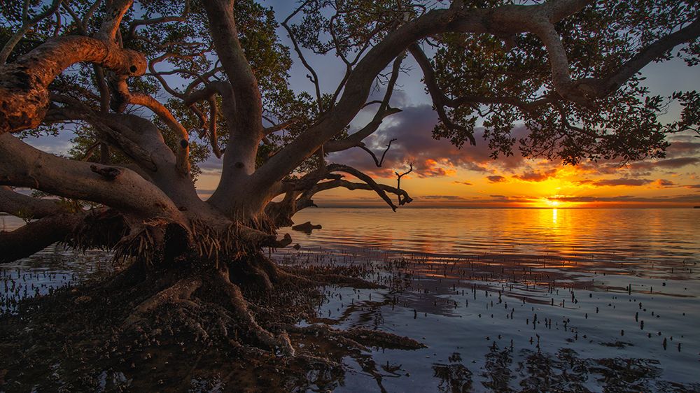 Sunrise At Nudgee Beach art print by Emanuel Papamanolis for $57.95 CAD