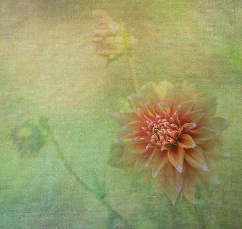 Dahlias art print by Judy Tseng for $57.95 CAD