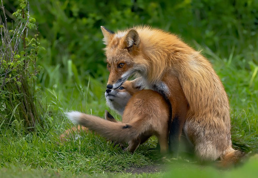 Red Fox art print by Johnson Huang for $57.95 CAD