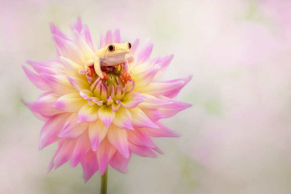 Albino Red Eyed Tree Frog On A Dahlia art print by Linda D Lester for $57.95 CAD