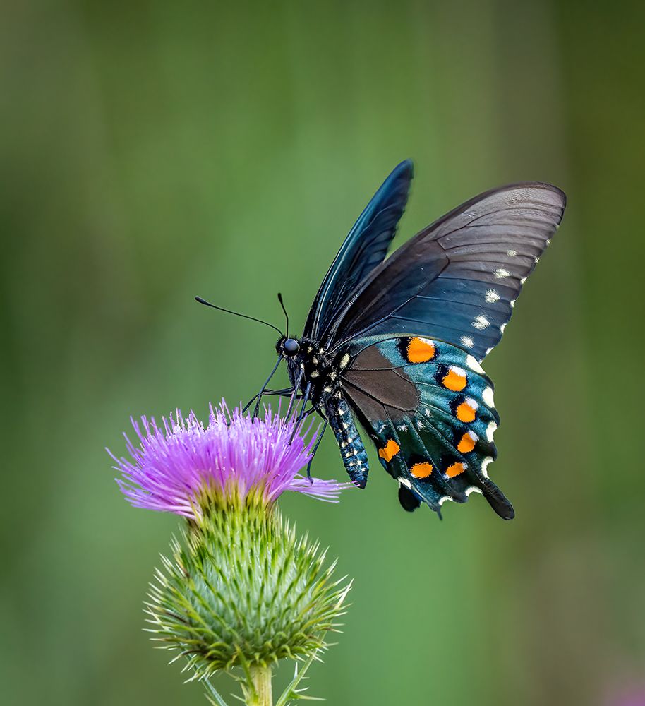 Pipevine Swallowtail art print by Steven Haddix for $57.95 CAD