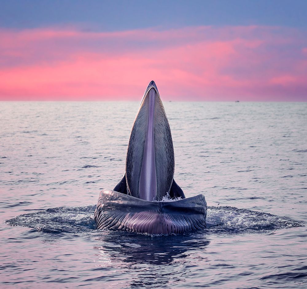 BrydeS Whale Jaws art print by Nguyen Tan Tuan for $57.95 CAD