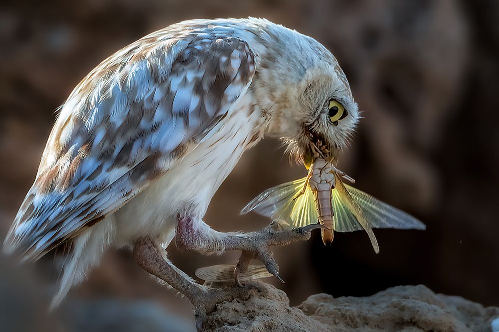Peeping Owl Eating Dragonfly art print by Abdelkader Allam for $57.95 CAD