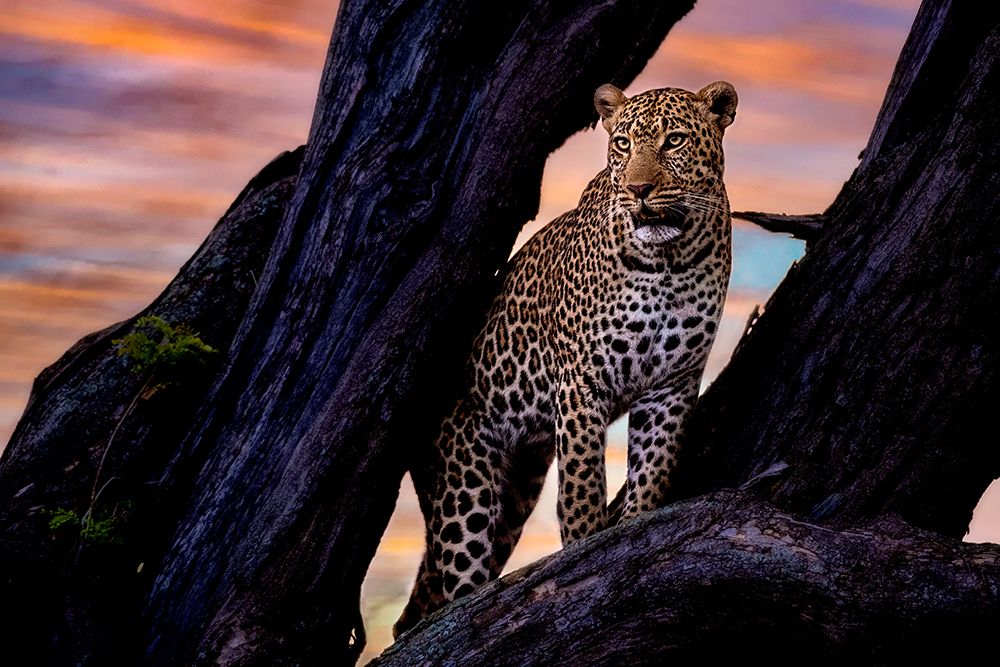 Leopard on the tree art print by Dr. Hitesh Patel for $57.95 CAD