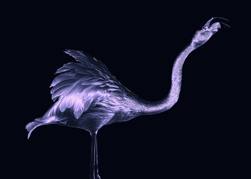 Silver Flamingo art print by Georgios Tsikiridis for $57.95 CAD