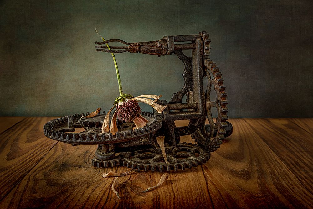 Going To Seed art print by Matthew Berberich for $57.95 CAD