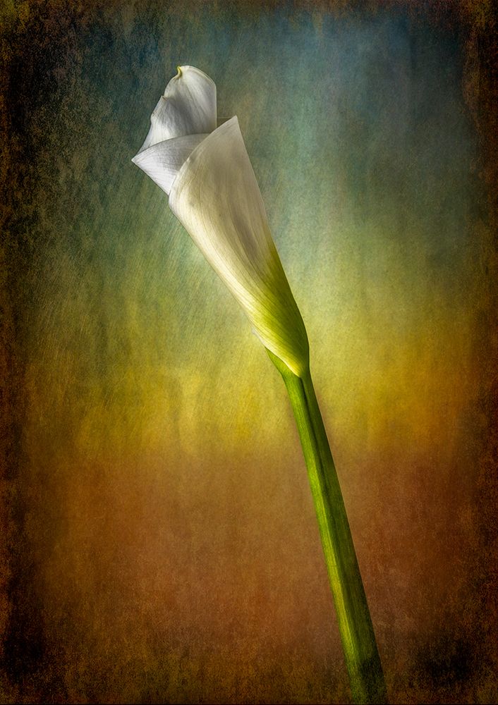 A Torch Of Beauty art print by Matthew Berberich for $57.95 CAD