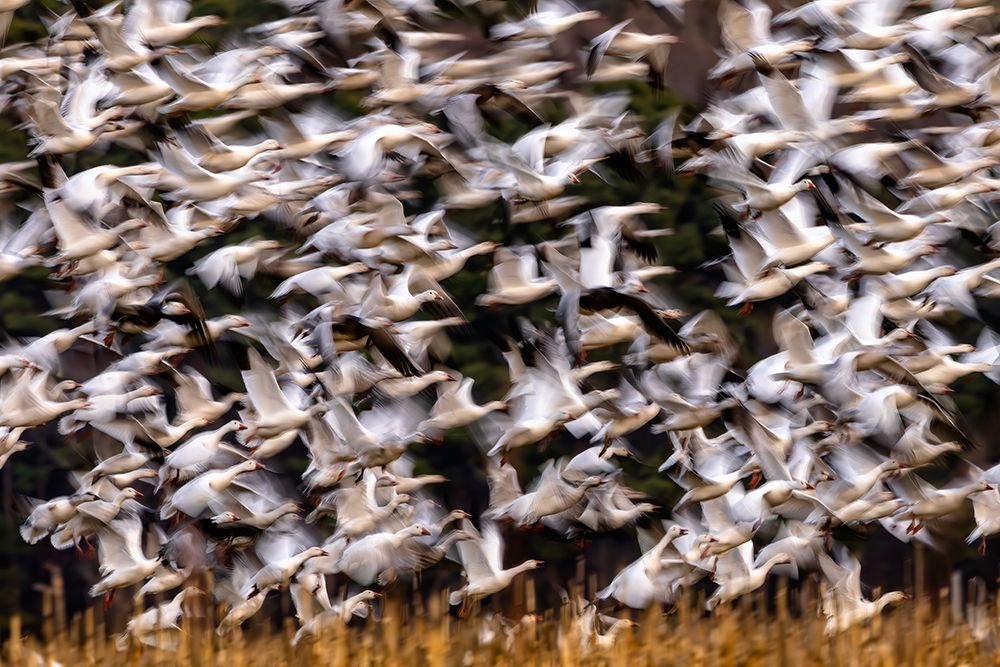 Snow Geese In Slow Motion art print by Xiaohong Zhang for $57.95 CAD