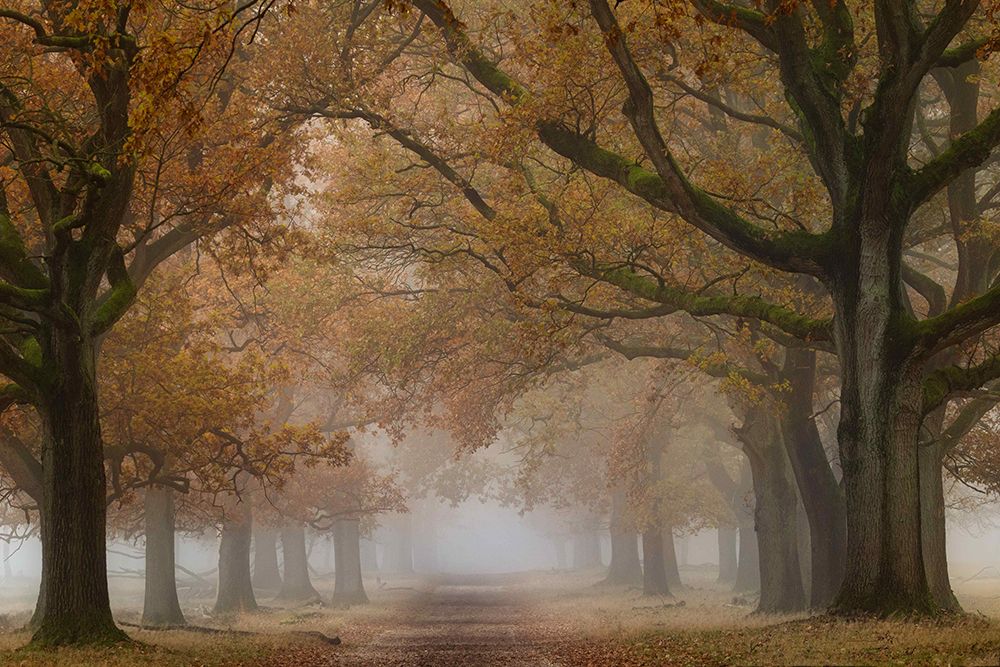 Destination Fall art print by Ellen Borggreve for $57.95 CAD