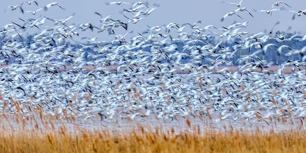 Snow Geese At Dusk art print by Xiaohong Zhang for $57.95 CAD