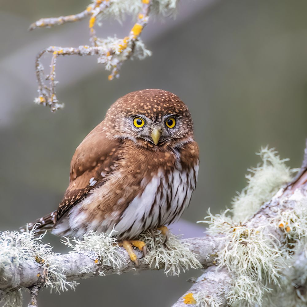 Northern Pygmy Owl art print by Taksing for $57.95 CAD