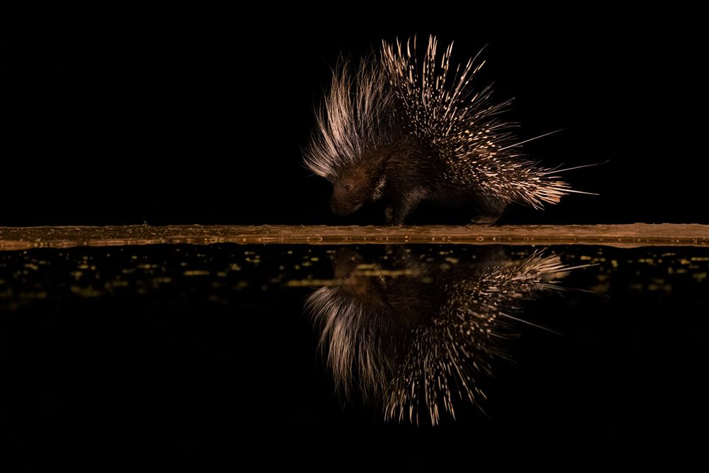Crested Porcupine And ItS Reflection art print by Sheila Xu for $57.95 CAD