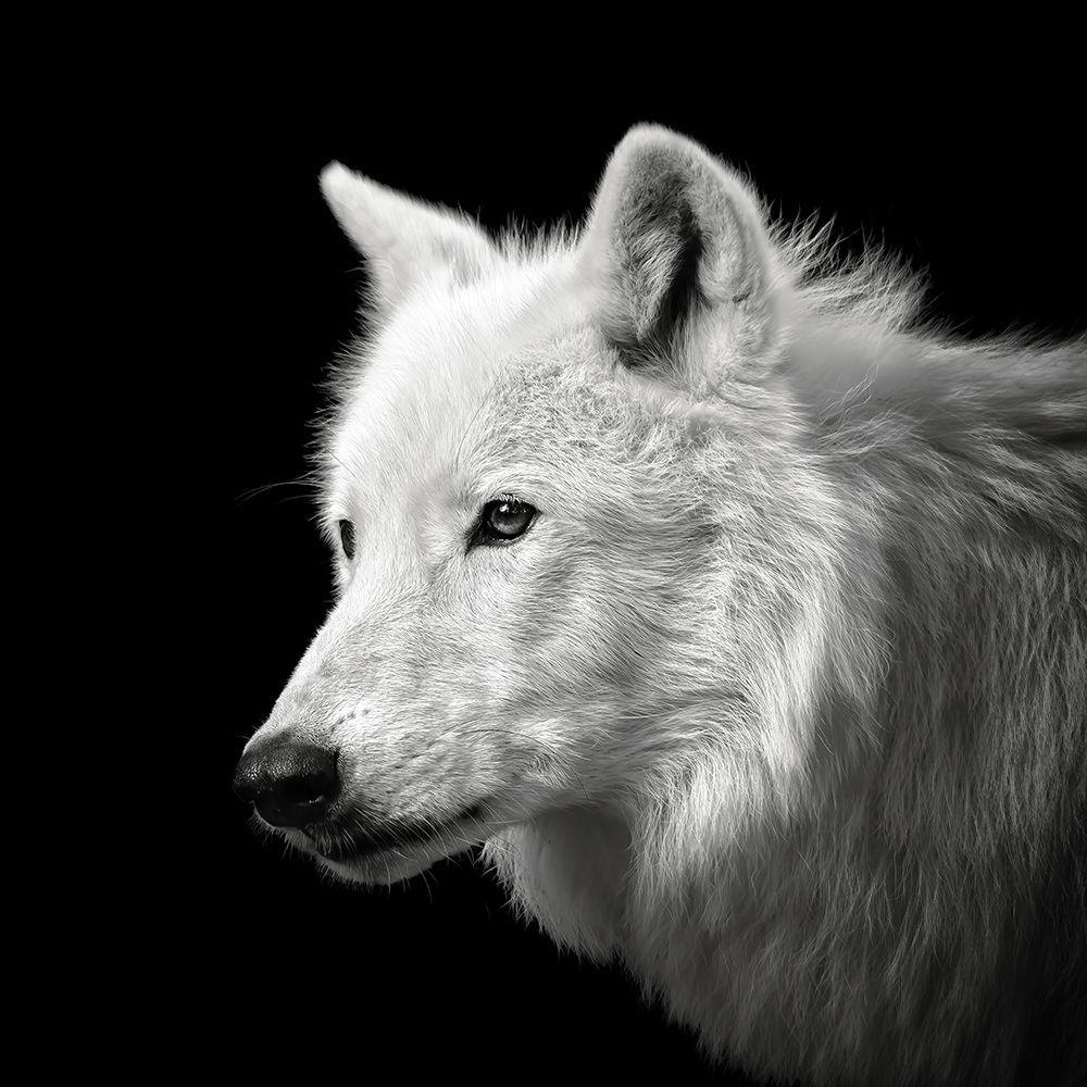 White Wolf #2 art print by Christian Meermann for $57.95 CAD