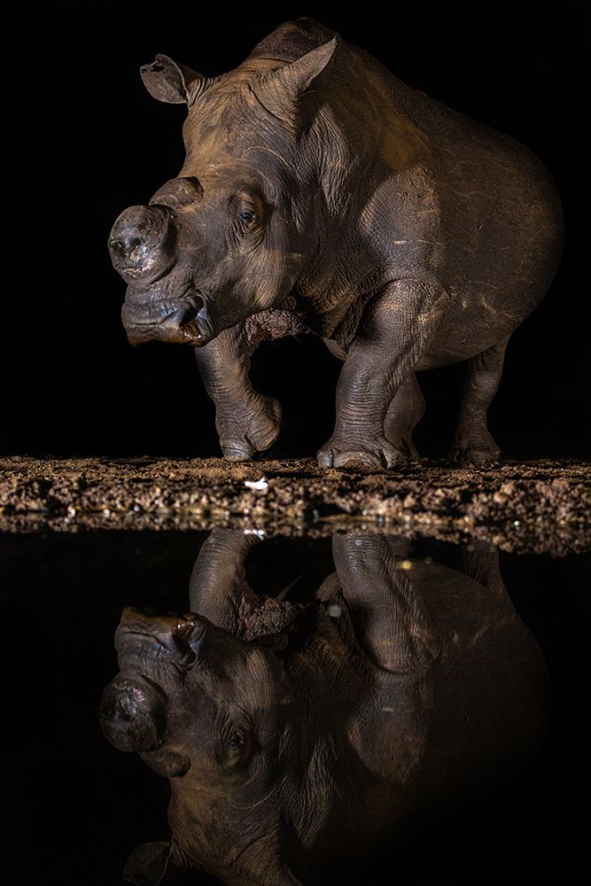 REFLEXION RHINO art print by Jaco Marx for $57.95 CAD