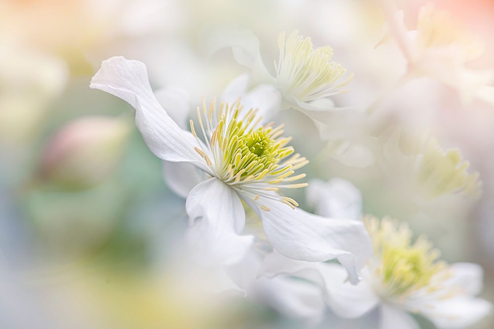 Pastel Haze art print by Jacky Parker for $57.95 CAD