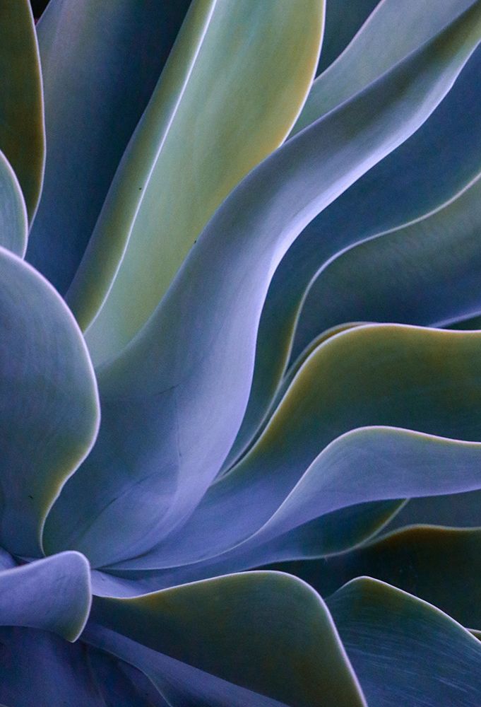 Agave Blues art print by Robin Wechsler for $57.95 CAD