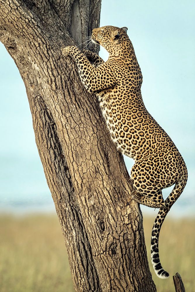 Leopard In Africa art print by Roshkumar for $57.95 CAD