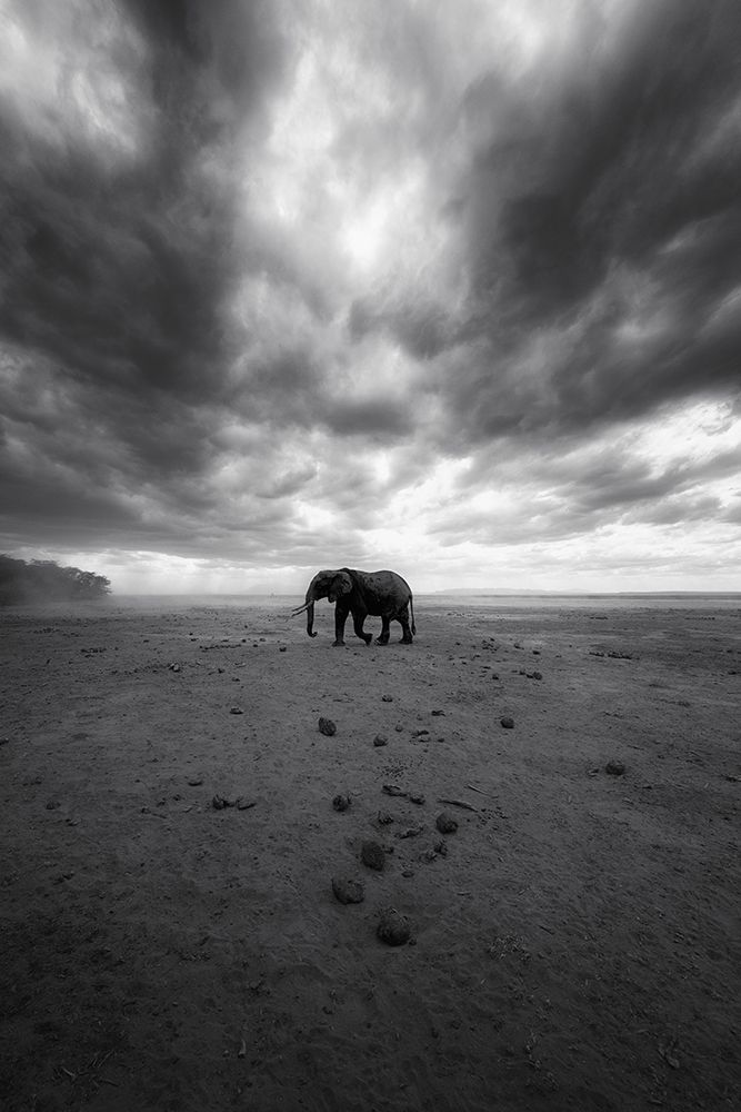 Amboseli art print by Swapnil for $57.95 CAD