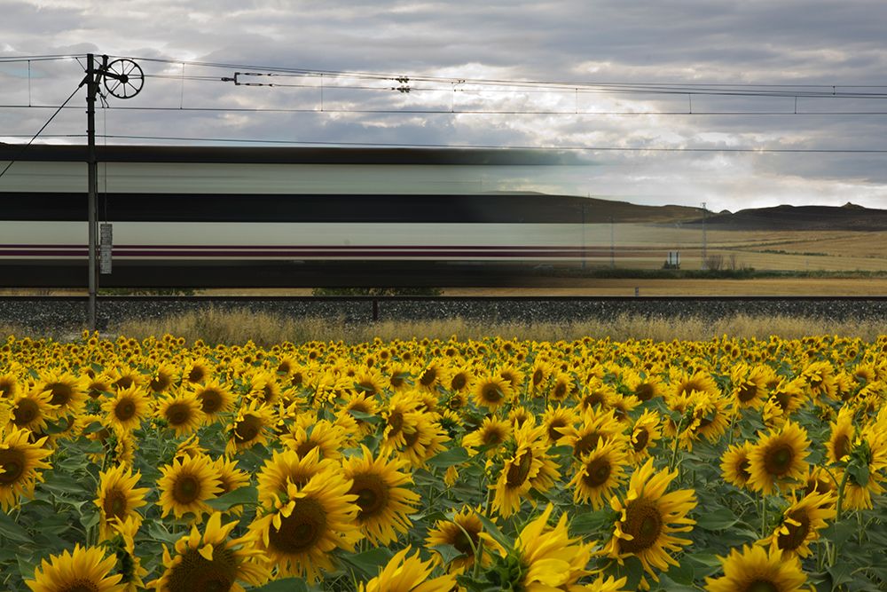 78 Sunflowers art print by Kike Balenzategui for $57.95 CAD