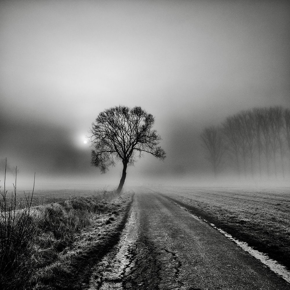 Misty Morning III art print by Robert Kuavi for $57.95 CAD