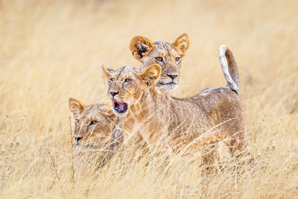Kittens Of The Grasslands art print by Jeffrey C. Sink for $57.95 CAD