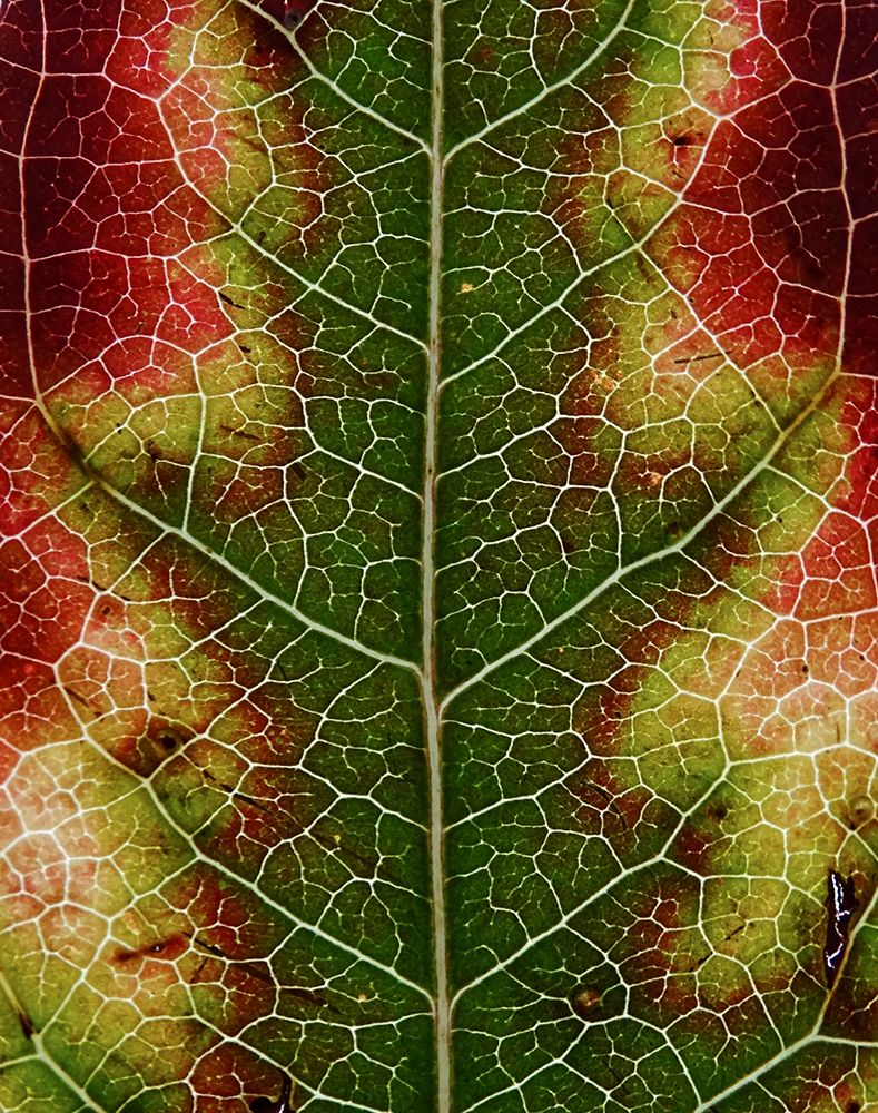 Autumn Leaf art print by Ivan Lesica for $57.95 CAD