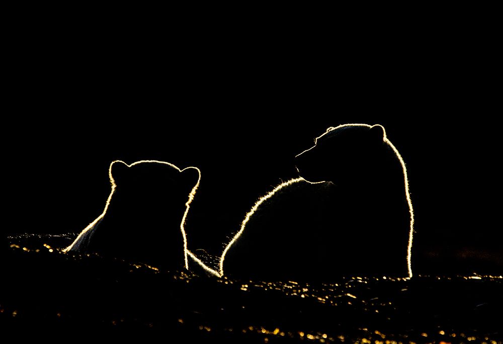 Polar Bear Cubs art print by Manish Nagpal for $57.95 CAD
