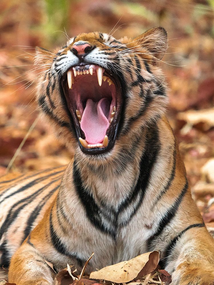 The Yawning Tiger art print by Sumangal Sethi for $57.95 CAD