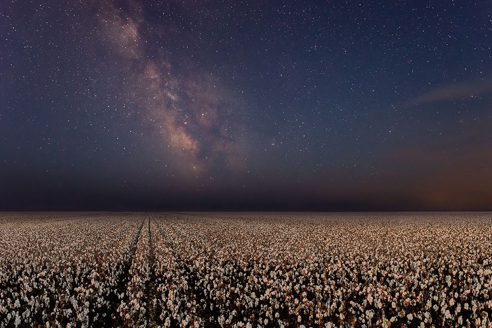 Night In A Cotton Field art print by Eyal Bar Or for $57.95 CAD