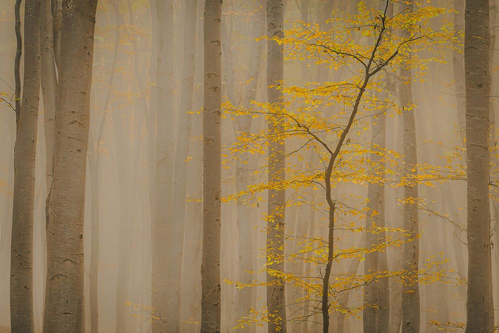 Forest In Fall art print by Vio Oprea for $57.95 CAD