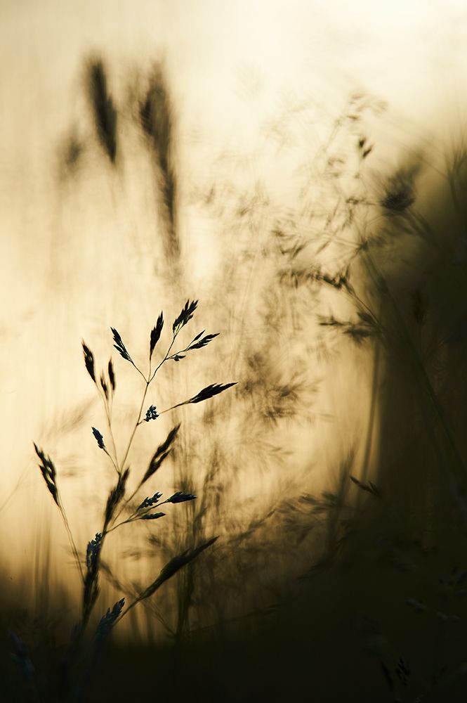 Grass art print by Luc Baekelandt for $57.95 CAD