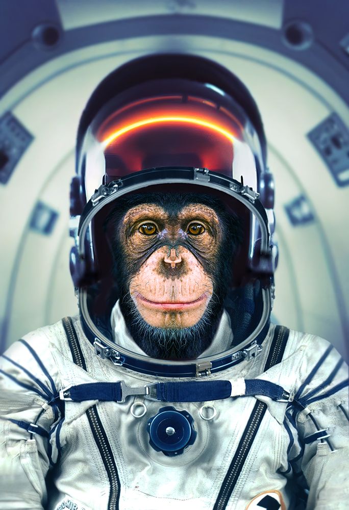 Astromonkey art print by Marcel Egger for $57.95 CAD