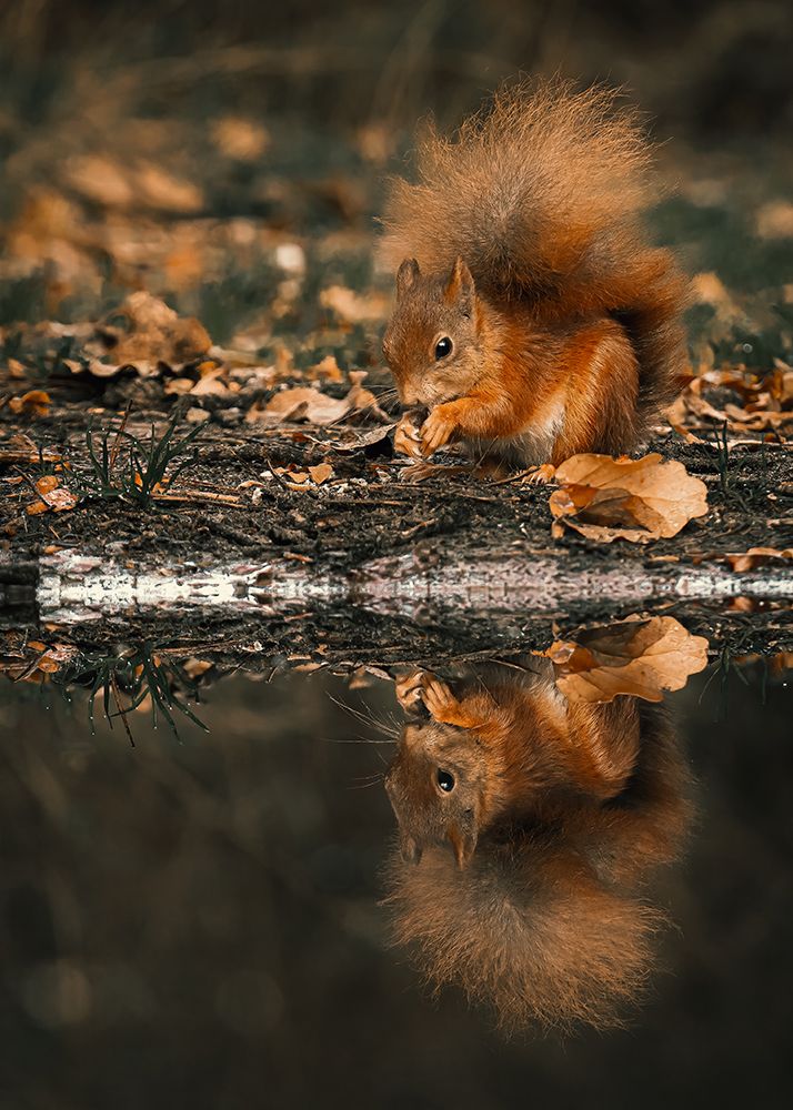 Reflection Of A Red Squirrel art print by Gert J ter for $57.95 CAD