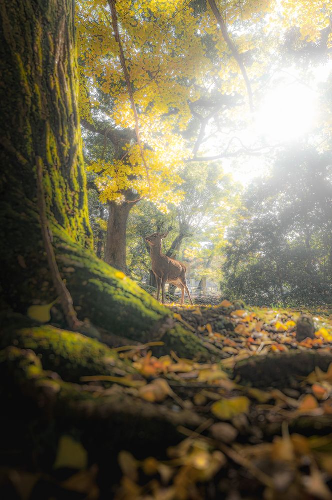 A Fawn In The Autumn Forest art print by Hiroki Matsubara for $57.95 CAD
