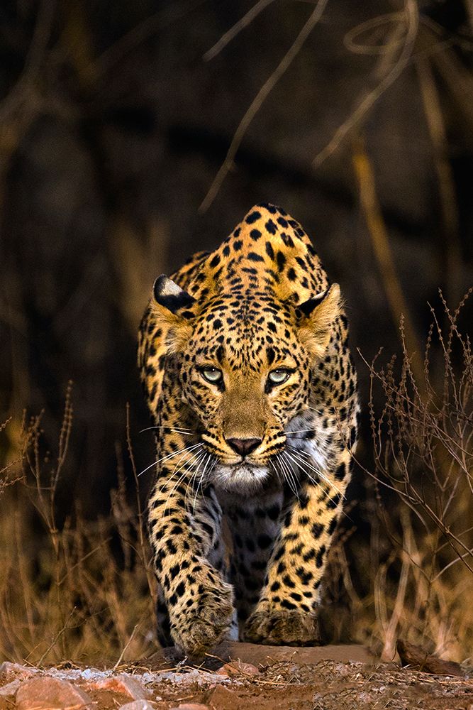 The Jungle Fire art print by Lokesh Kumar Rastogi for $57.95 CAD