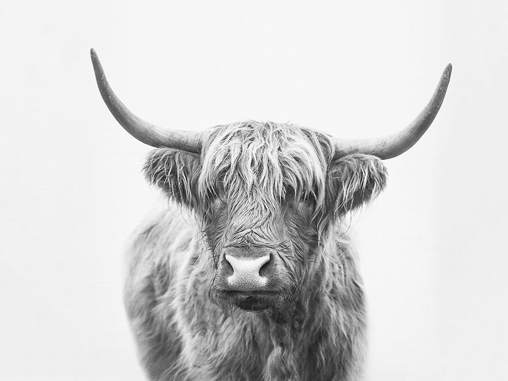 Highland Bull art print by Kathrin Pienaar for $57.95 CAD