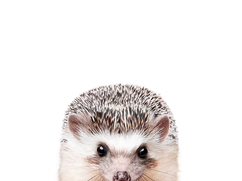 Peeking Hedgehog art print by Kathrin Pienaar for $57.95 CAD
