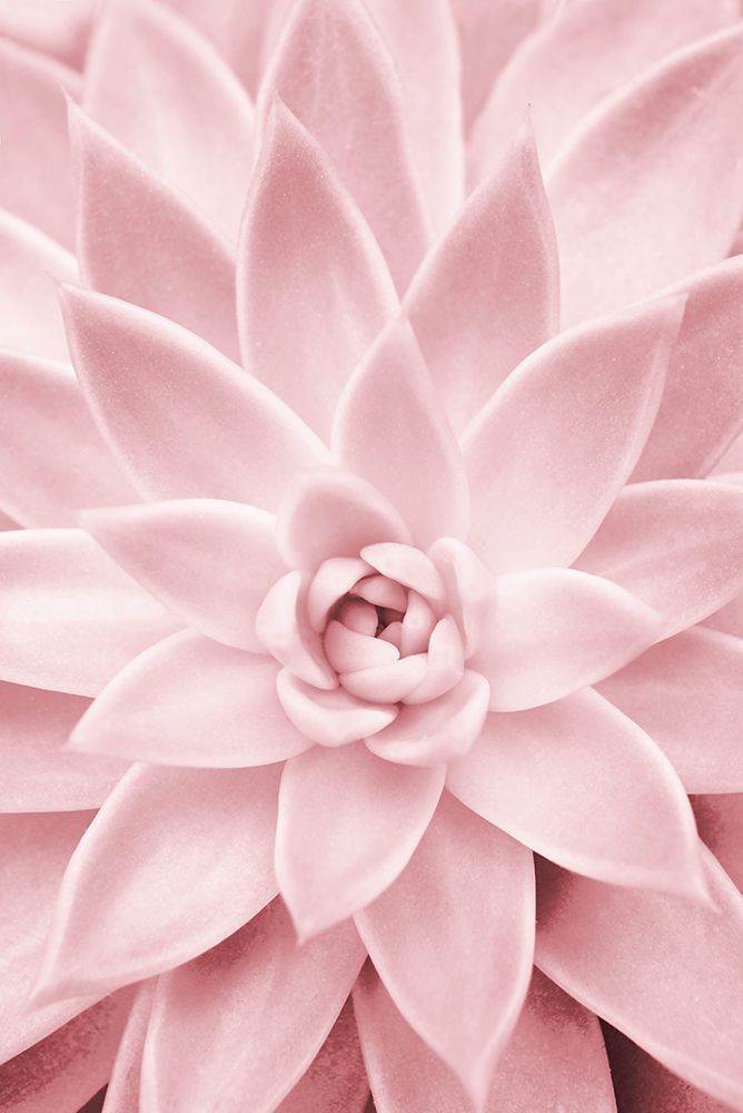 Pink Succulent art print by Kathrin Pienaar for $57.95 CAD