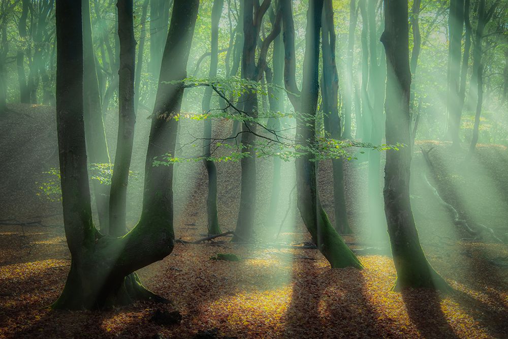 Magical forest. art print by Piet Haaksma for $57.95 CAD