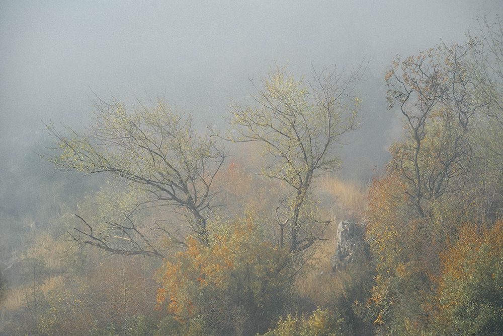 Trees In Fog art print by Josip Milicevic for $57.95 CAD