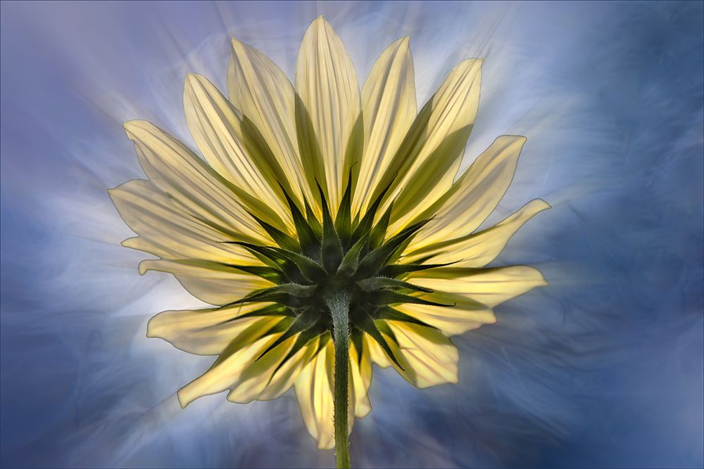 Solar worshipper art print by Gilbert Claes for $57.95 CAD