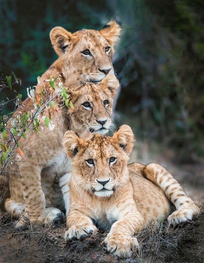 Lion cubs art print by Jimmy Yang for $57.95 CAD