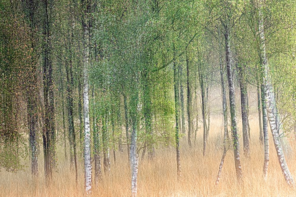 Waving Trees art print by Henk Goossens for $57.95 CAD