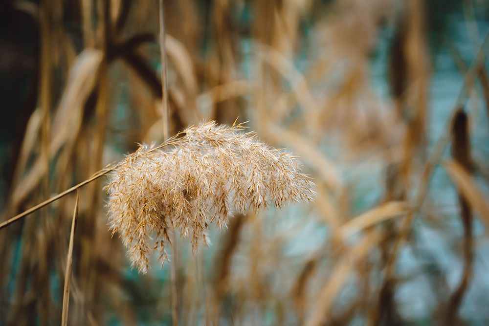 Reed Flower art print by Josip Milicevic for $57.95 CAD