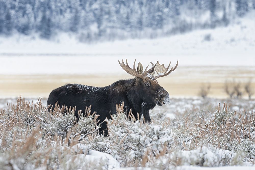 Moose art print by Max Wang for $57.95 CAD