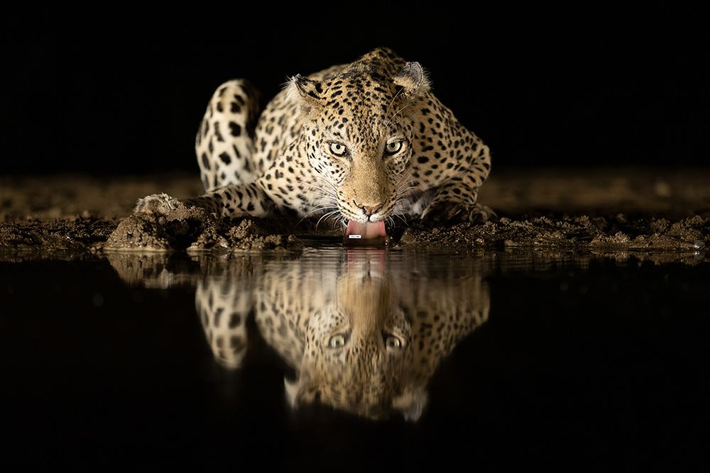 Leopard Drinking art print by Joan Gil Raga for $57.95 CAD